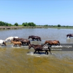 خيول سامسون التركية