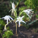 الزنبق الرملي